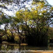Ratargul Swamp Forest_31